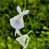Kwiaty/flowers 